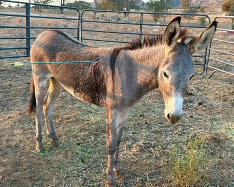 Wild Ass On the Mend Following Recent Bow Assault on Wild Burros in the Golden State