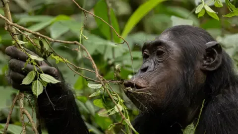 Chimpanzees Drinking the Equivalent of One Lager Per Day from Ripe Produce, Research Shows